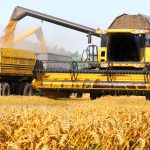 Analiză: România are de 2,5 ori mai multe firme care cultivă cereale decât cele care fac zootehnie