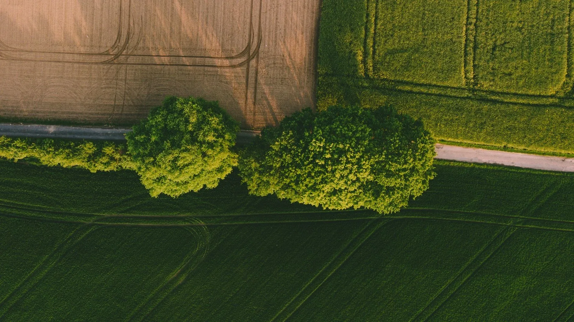 Distanța arborilor față de hotar