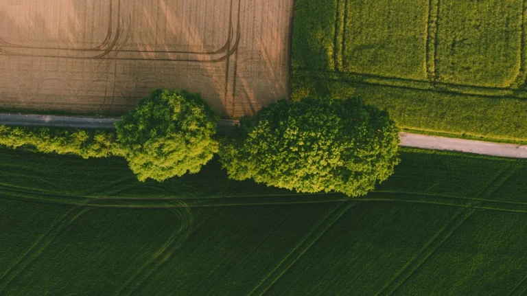 Distanța arborilor față de hotar