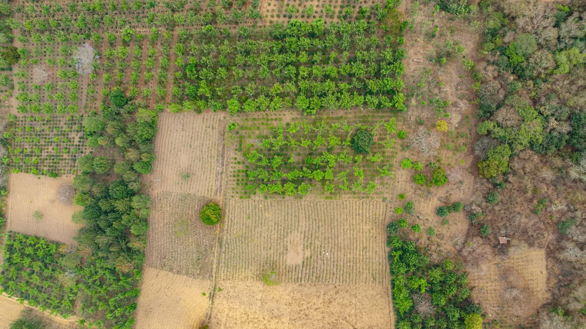Vânzarea terenului agricol în extravilan